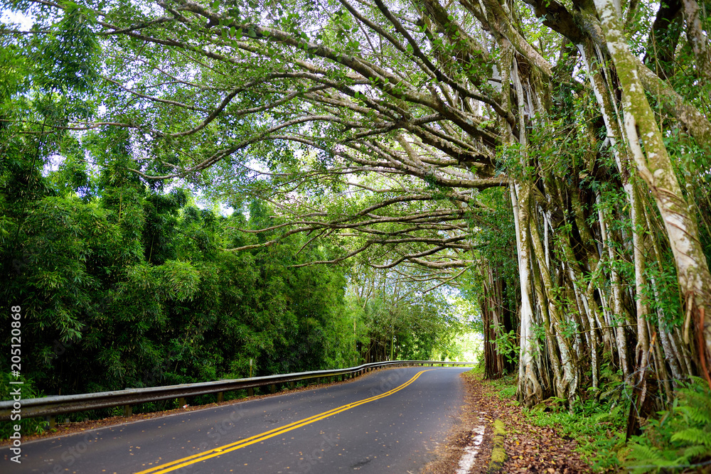Obraz premium Famous Road to Hana fraught with narrow one-lane bridges, hairpin turns and incredible island views, curvy coastal road with views of cliffs, waterfalls, and miles of rainforest. Maui, Hawaii
