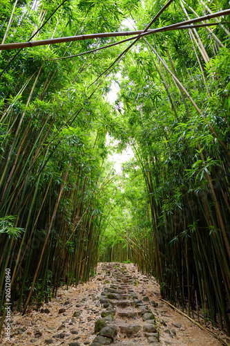 Path through dense bamboo forest  leading to famous Waimoku Falls. Popular Pipiwai trail in Haleakala National Park on Maui  Hawaii