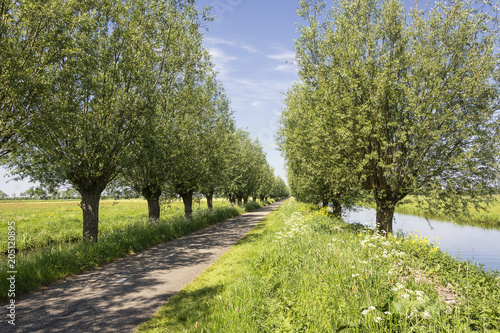 Typical Dutch landscape in spring with willow trees, cyclepath, grass, ditch water and a blue sky with white clouds