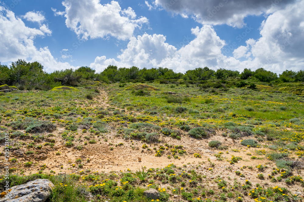 Mallorca, Sun shining on green and yellow blooming sand dunes in springtime