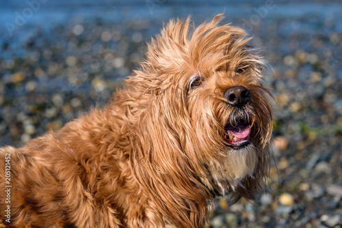 Close up portrait of a happy golden colored cockapoo dog on a Puget Sound rocky beach 
