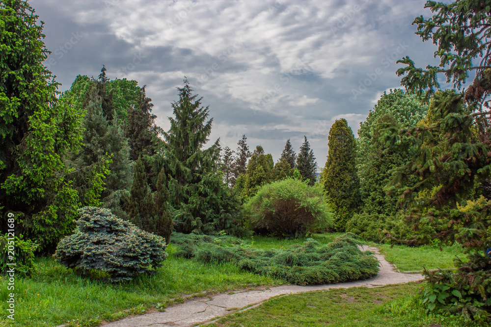 Landscaped park of coniferous trees.