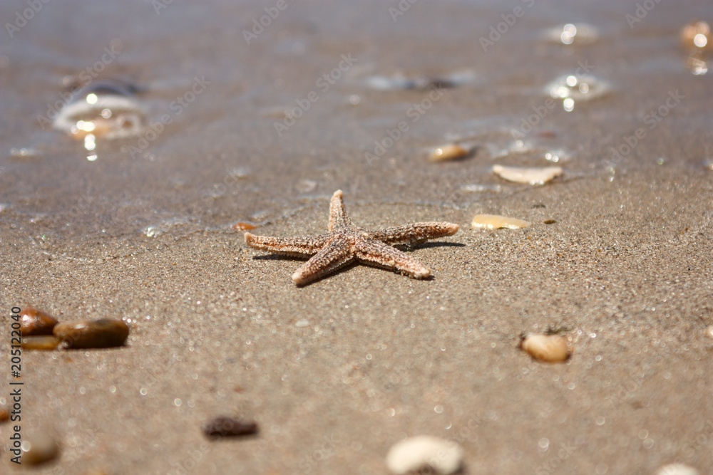 Starfish (species Asterias rubens) with shingle, view close-up on a coastal sea sand after the tide. The Bay of Biscay, Atlantic coast of France. Starfish (species Asterias rubens) with shingle, view close-up on a coastal sea sand after the tide. The Bay of Biscay, Atlantic coast of France.