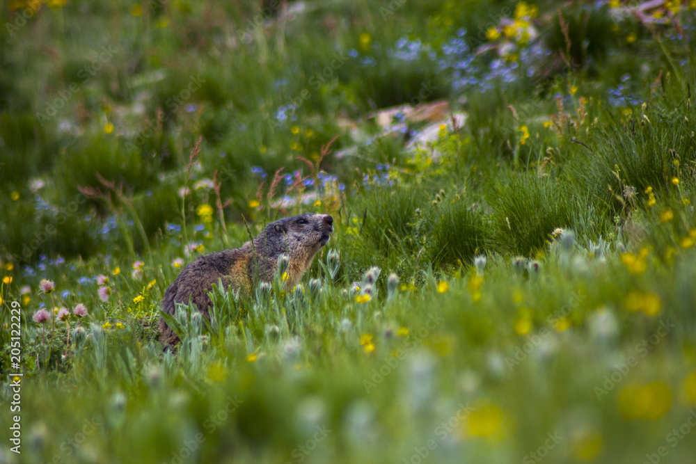 marmot among flowers marmot among flowers
