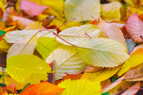 Artistic colorful cherry autumn season leaves background.