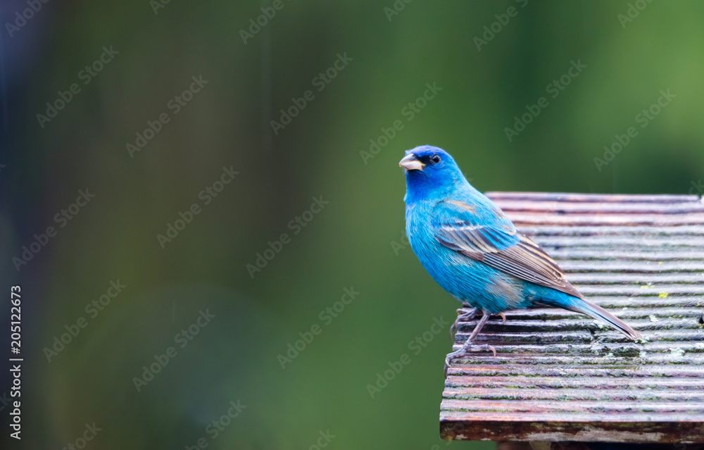 horizontal image of male Indigo Bunting bird on roof of bird feeder, light rain with soft green background horizontal image of male Indigo Bunting bird on roof of bird feeder, light rain with soft green background