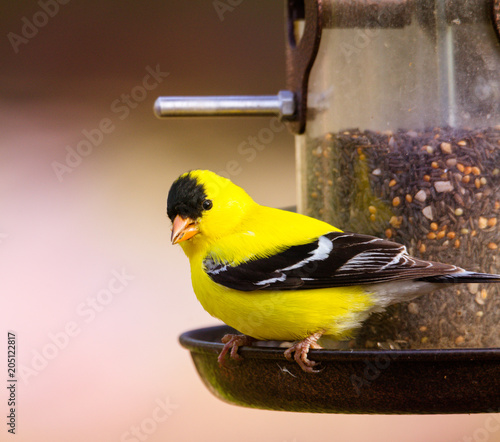 male gold finch on tube seed feeder, close up with soft defocused background