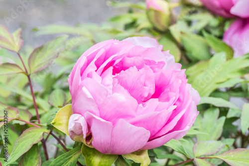 Wallpaper Mural Rosa Pfingstrosen - Blüte  Torontodigital.ca