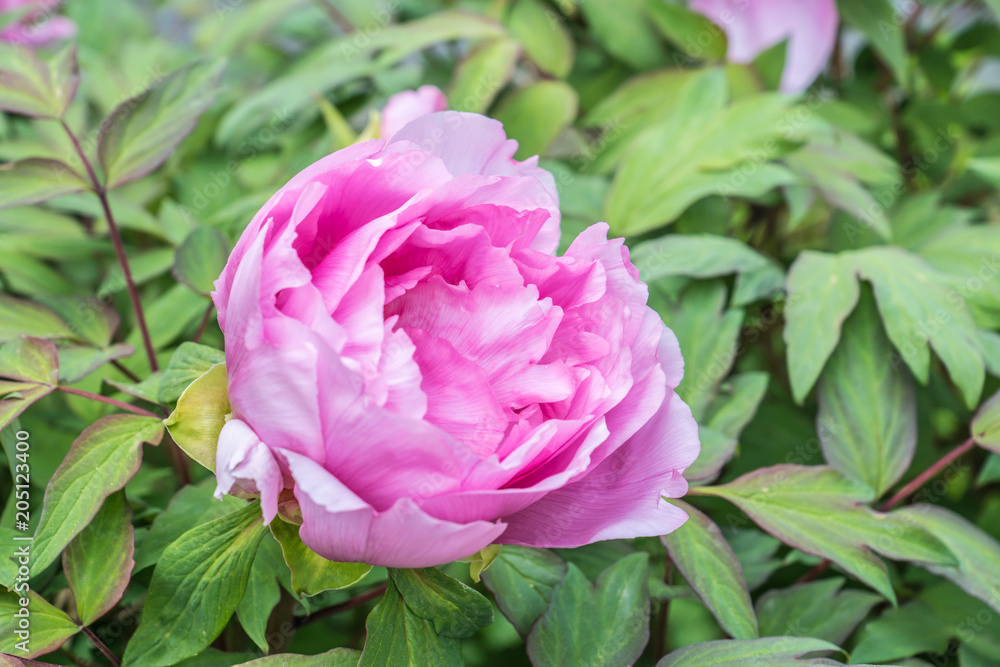 Rosa Pfingstrosen - Blüte Rosa Pfingstrosen - Blüte