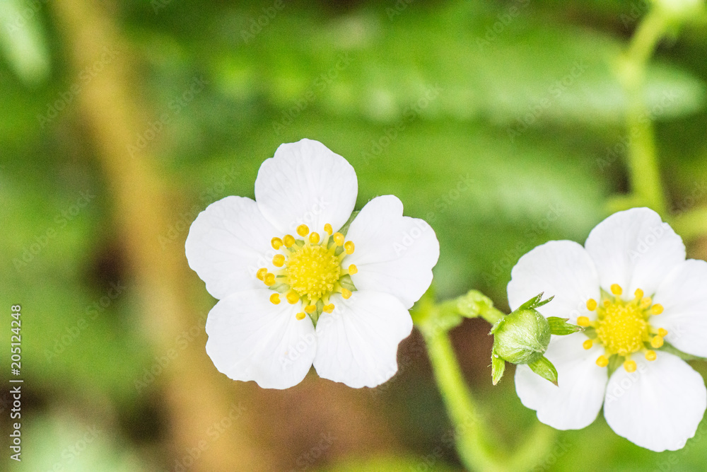 Erdbeerblüten Erdbeerblüten