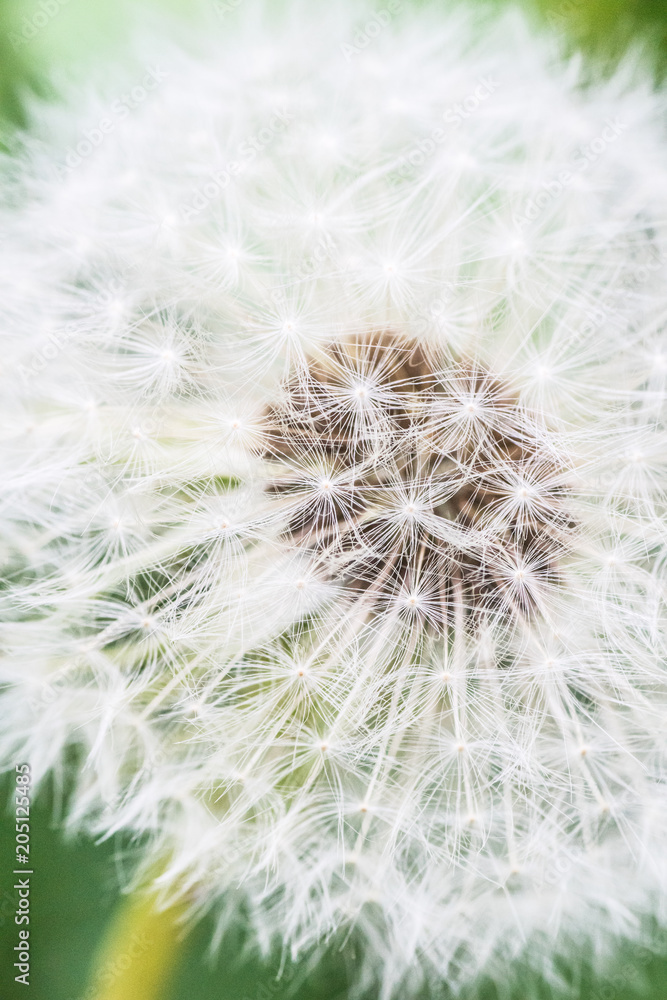Fototapeta premium Verblühter Löwenzahn 