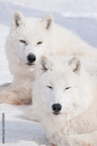 Two wild arctic wolf are lying on white snow. Canis lupus arctos. Polar wolf or white wolf.
