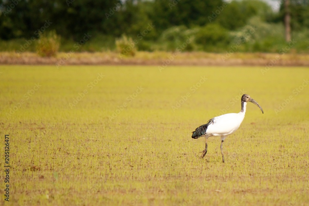 Obraz premium Ibis