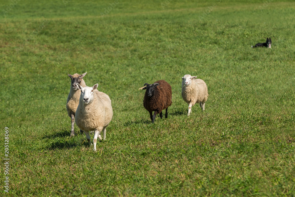 Fototapeta premium Sheep Dog Lies Down Watching Sheep (Ovis aries) Walking In