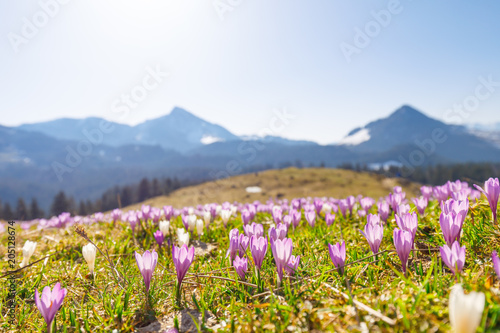 meadow of wild crocos in purple and white on famous Mountain Heuberg with snow covered Alps in the background