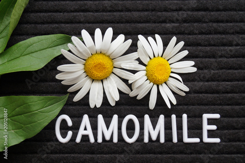 Close up of chamomile flowers