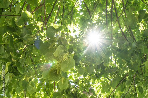 Lindenbaum von unten mit Sonnenstrahlen