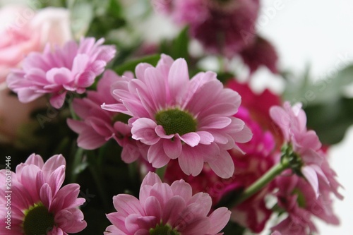 Blumenstrauss mit pink bl  henden Chrysanthemen  Nahaufnahme mit selektivem Fokus