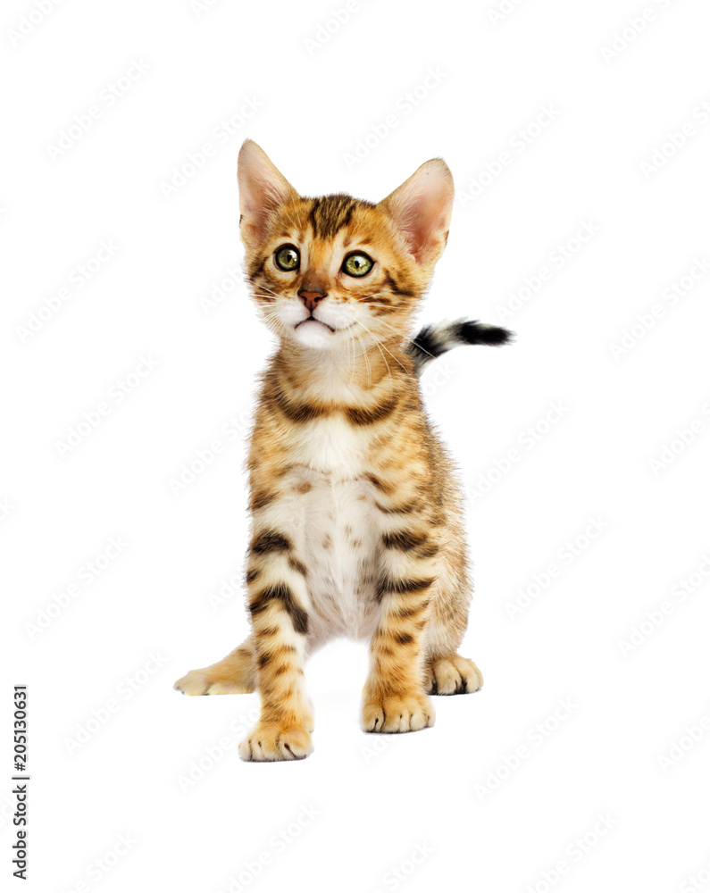 Bengal cat on a white background