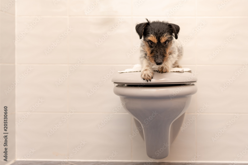 Dog lies on the toilet lid and guards Jack Russell Terrier 3 years old