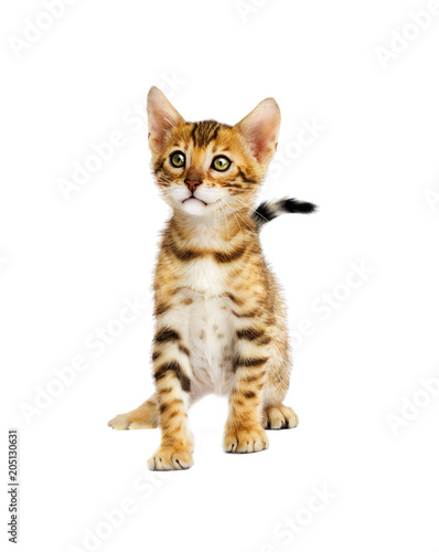 Bengal cat on a white background