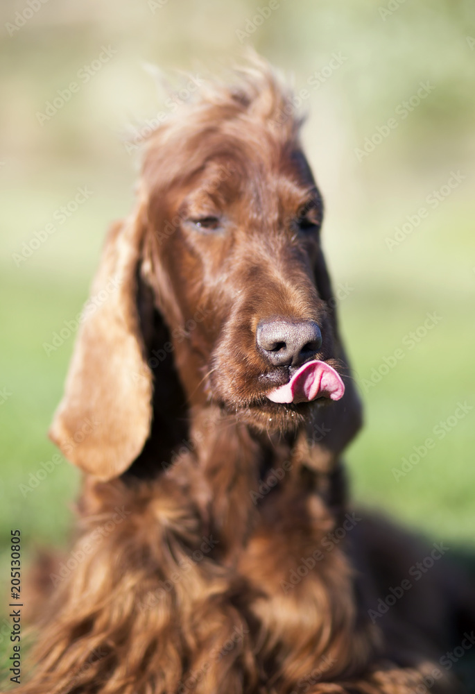 Vertical image of a funny dog as licking his mouth Vertical image of a funny dog as licking his mouth