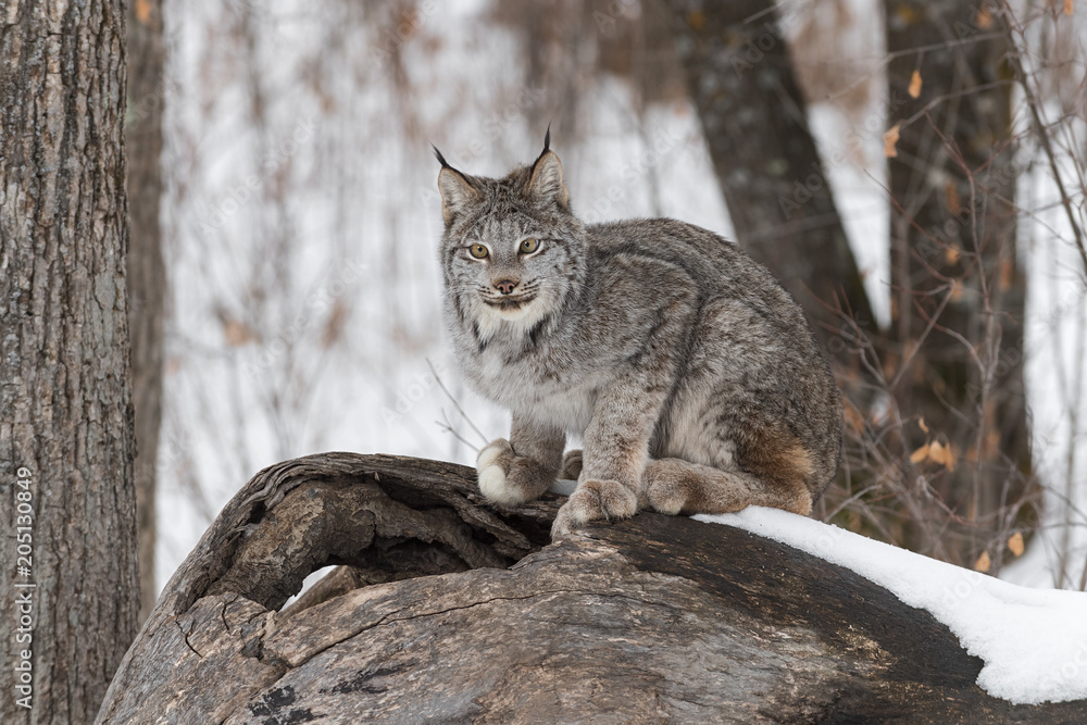 Canadian Lynx (Lynx canadensis) Sits Atop Log Canadian Lynx (Lynx canadensis) Sits Atop Log