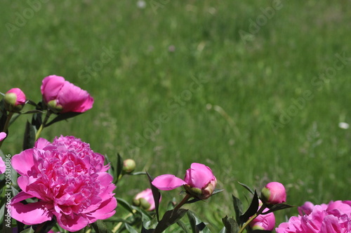 A flower of a pink peony on a background of green dense grass photo