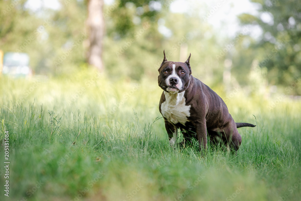 Staffordshire terrier dog defecated in field of grass, in the park.