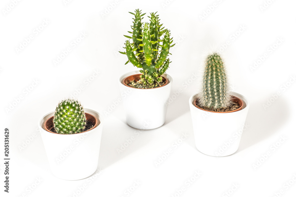 3 verschiedene Kakteen 3 verschiedene Kakteen