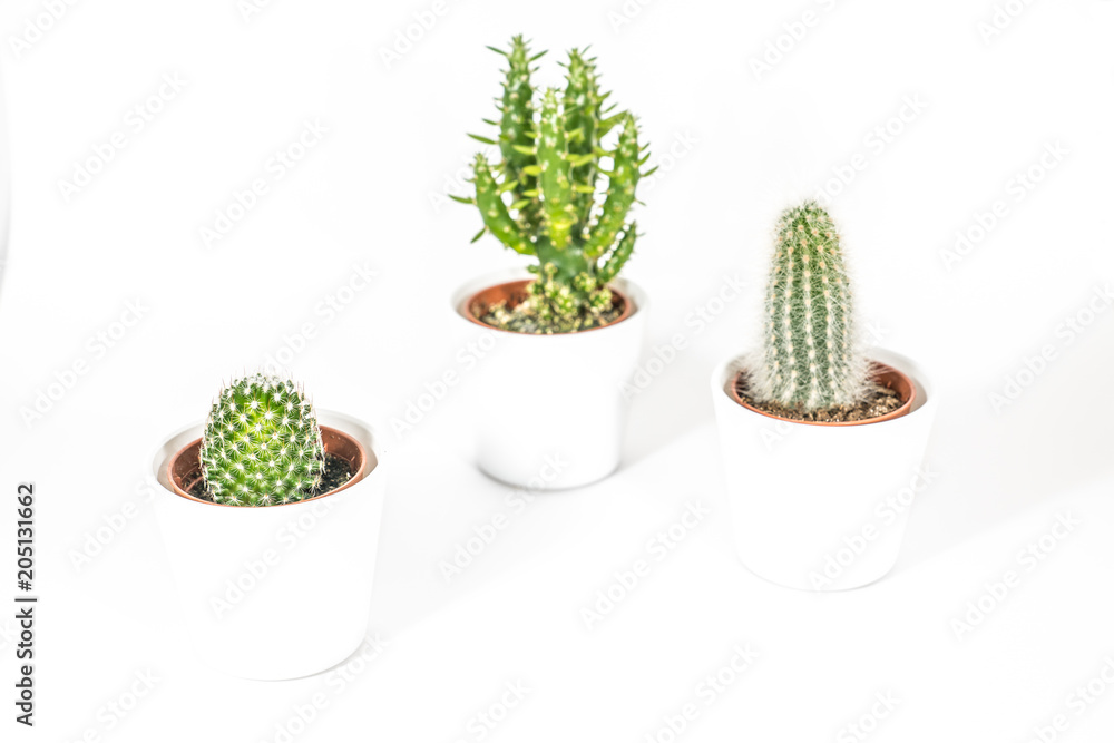 3 verschiedene Kakteen 3 verschiedene Kakteen