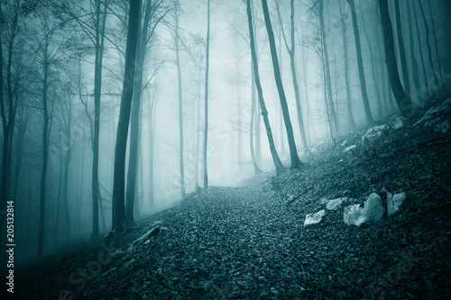 Dreamy dark blue green colored foggy forest tree landscape with path. Color filter effect used.