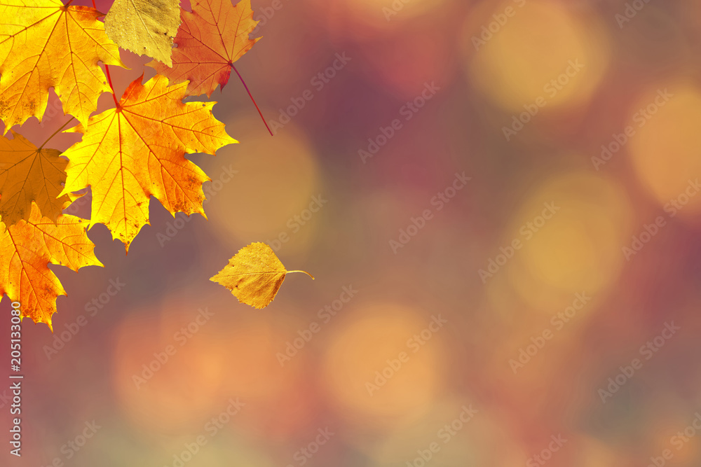Sunny colorful fall season leaves on blurry bokeh copy space background. Selective focus used. - obrazy, fototapety, plakaty 
