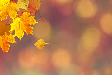 Sunny colorful fall season leaves on blurry bokeh copy space background. Selective focus used.