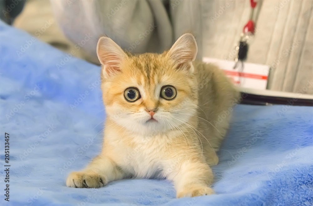 Portrait of cute red British kitten.