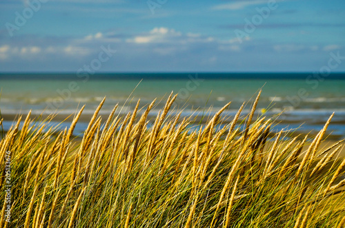 Close-up of grain and marram grass on dunes with sea in the background