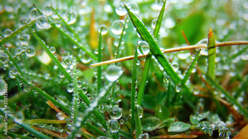 Dew grass
