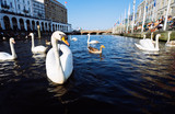Beautiful white swans swimming on Alster river canal near city hall in Hamburg