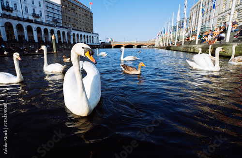 Beautiful white swans swimming on Alster river canal near city hall in Hamburg