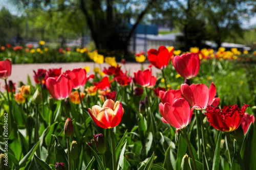 Red tulips in Park