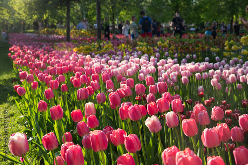 Tulip field In Gorky Parl MAY 8 photo