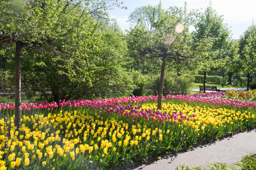 tulip fields  Gorky Park photo