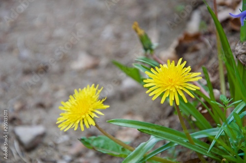 Fototapeta Naklejka Na Ścianę i Meble -  Flowers of Taraxacum officinale