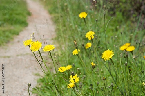 Fototapeta Naklejka Na Ścianę i Meble -  Flowers of Taraxacum officinale