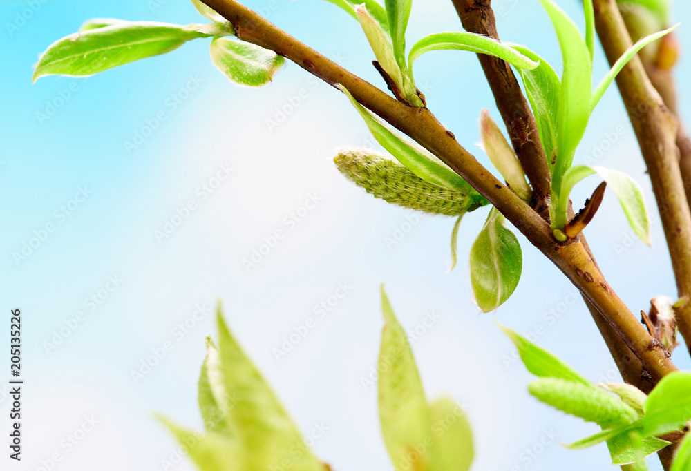 Beautiful spring background with green branch on blue. Macro shot. Wallpaper.