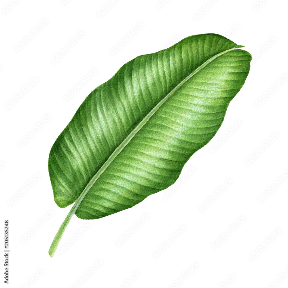 Drawing Plant Elements Hand Realistic Leaves PNG Images | PSD Free Download  - Pikbest