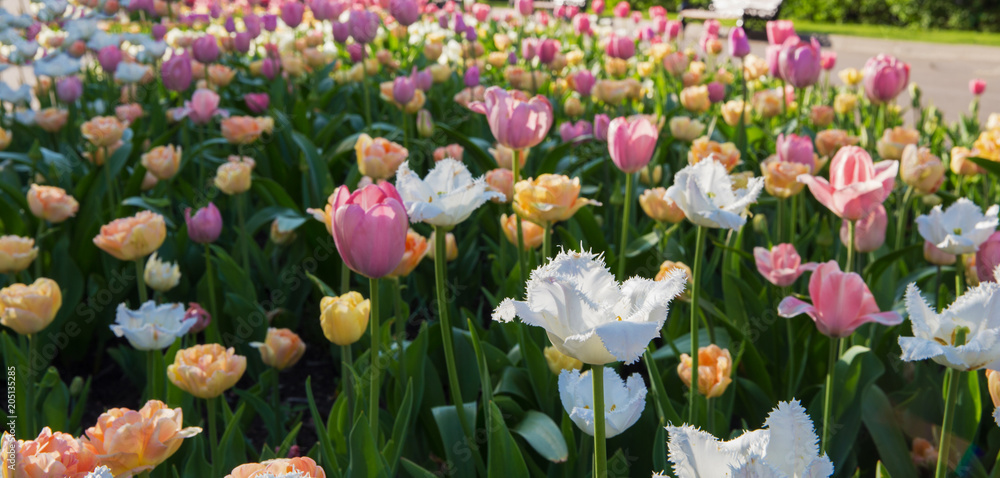 tulips field in Park. Gorky Park Mosxow Russia.