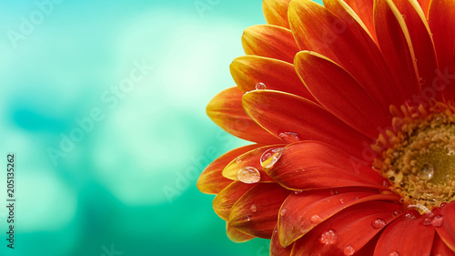 Beautiful orange flower Gerbera with water drops on turquoise abstract background. Macro photography of gerbera flower. photo