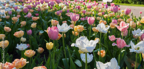 Canvas Print tulips field in Park. Gorky Park Mosxow Russia.