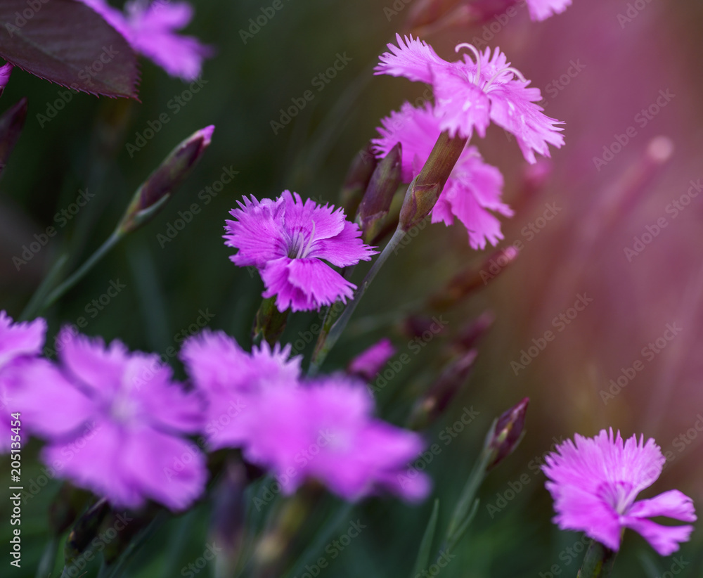 Fototapeta premium field with blooming pink carnations and green stems on a summer day